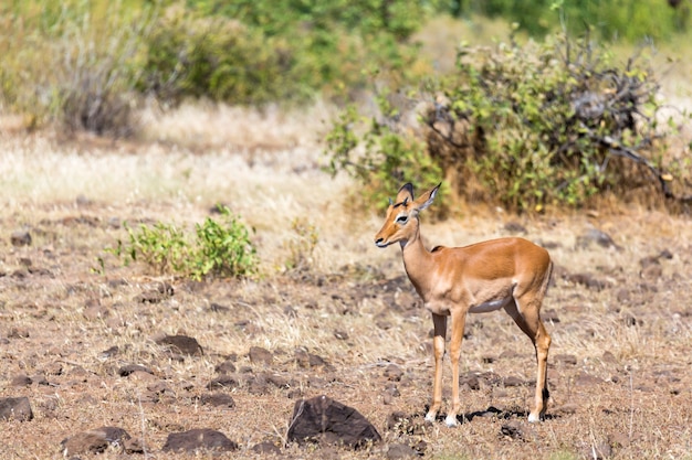 Antilope mitten in der Savanne von Kenia