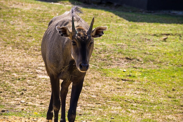 Antílope Nilgai o Toro Azul Boselaphus Tragocamelus