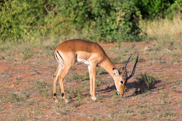 Antílope no meio da savana do quênia