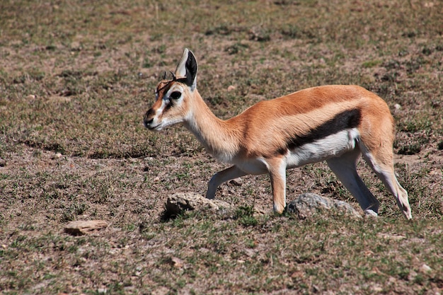 Antílope no safari no Quênia e na Tanzânia, África