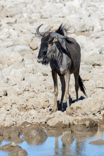 Antílope ñu salvaje en el parque nacional africano