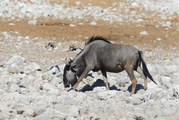 Foto antílope ñu salvaje en el parque nacional africano