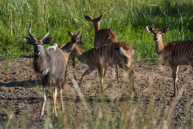 Antílope Nyala macho y hembra Parque Nacional Kruger Sudáfrica