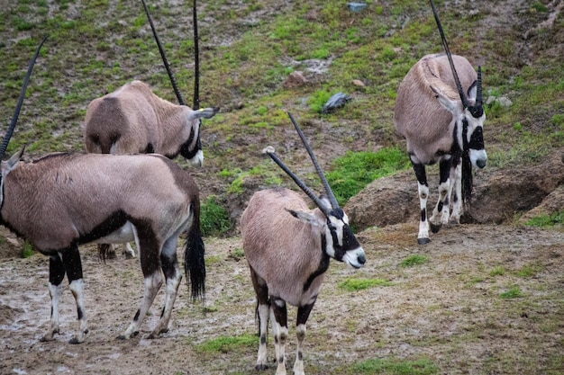 Antílope oryx africano Gemsbok pastoreo múltiple