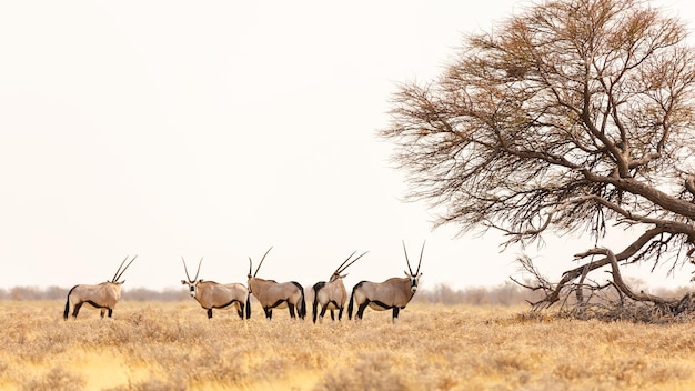 Antílope (Oryx gazella) em pé perto de uma árvore no Parque Nacional Etosha, Namíbia.