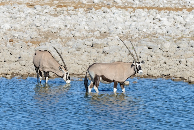 Antílope oryx salvaje en la sabana africana