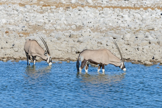 Antílope oryx salvaje en la sabana africana