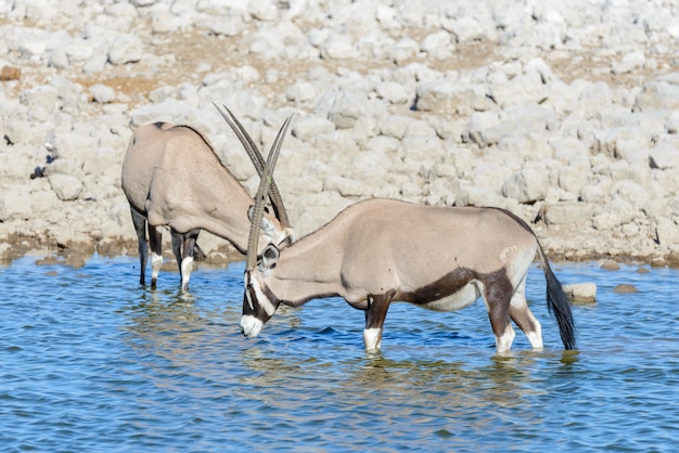 Antílope oryx salvaje en la sabana africana