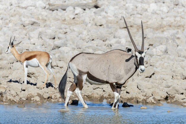 Antílope oryx salvaje en la sabana africana