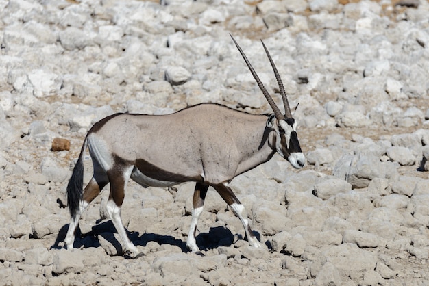 Antílope oryx salvaje en la sabana africana