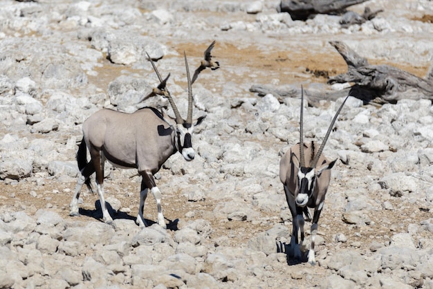 Antílope oryx salvaje en la sabana africana