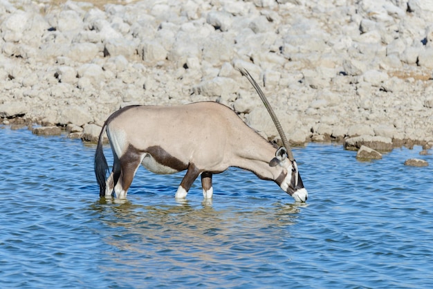 Antílope oryx salvaje en la sabana africana