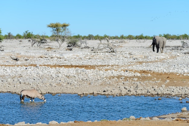 Antílope oryx salvaje en la sabana africana