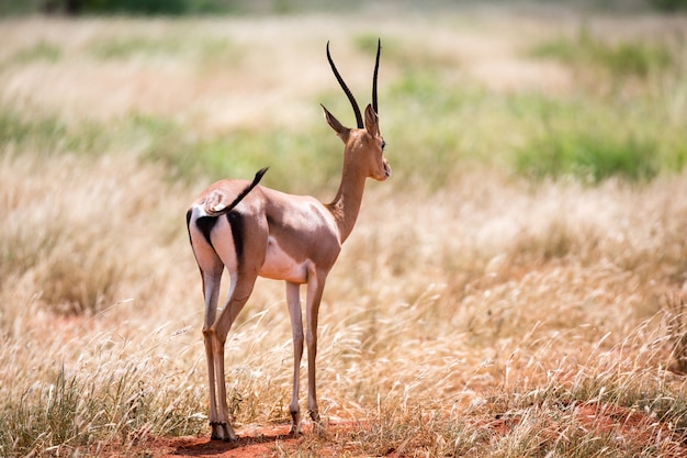 Un antílope en los pastizales de la sabana en Kenia