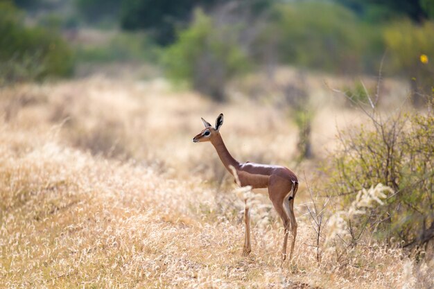 Antílope en los pastizales de la sabana en Kenia