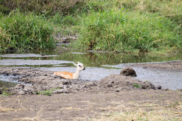 Antílope preso na lama no Parque Nacional Serengeti Tanzânia África