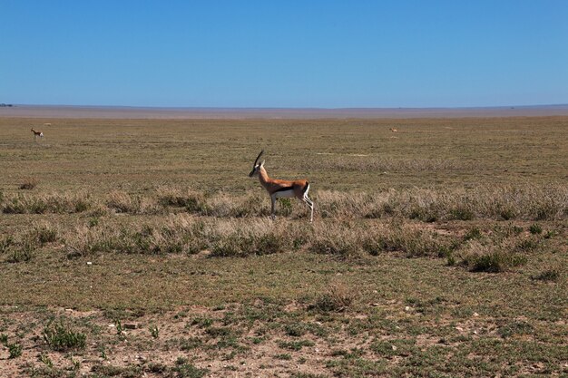 antílope en un safari en África