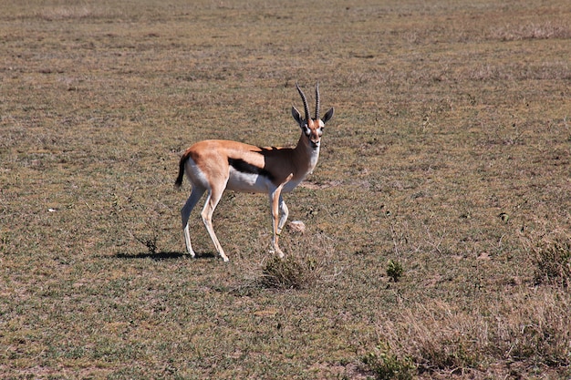 Antílope en safari en Kenia y Tanzania, África