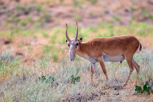 Antílope saiga macho o saiga tatarica camina en la estepa