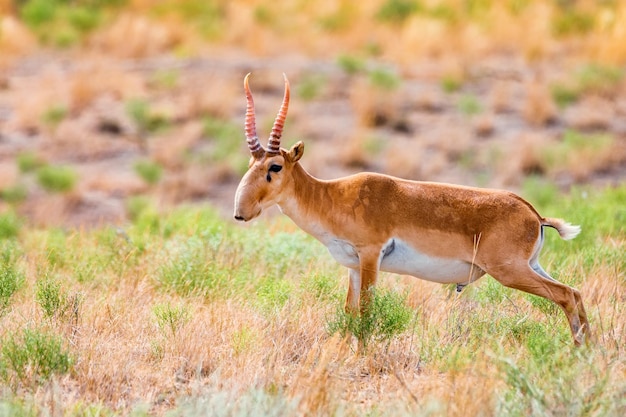 Antílope saiga masculino ou saiga tatarica urina no estepe