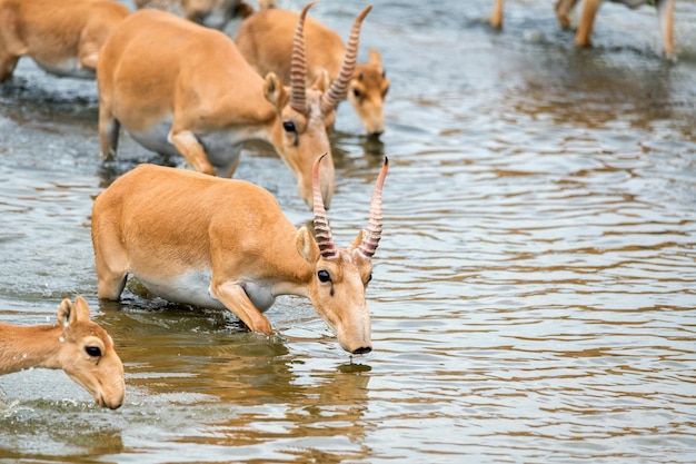 Antílope Saiga o Saiga tatarica bebidas en la estepa