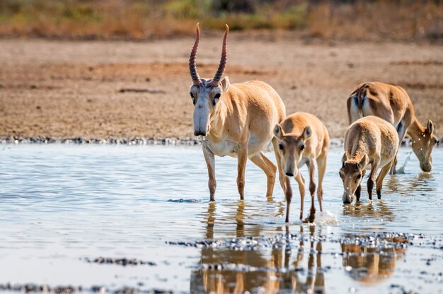 Antílope Saiga o Saiga tatarica bebidas en la estepa