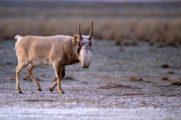 Antílope saiga o saiga tatarica camina en la estepa cerca del pozo de agua en invierno