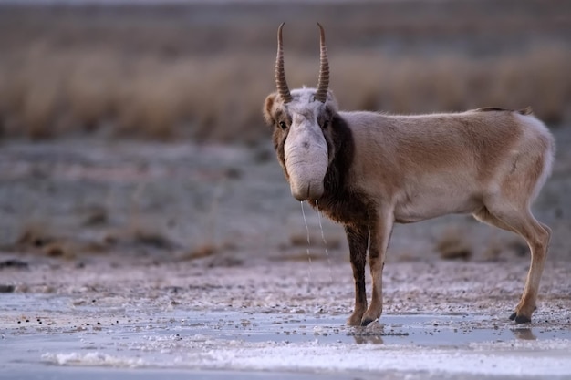 Antílope saiga o saiga tatarica se encuentra en la estepa cerca del pozo de agua en invierno