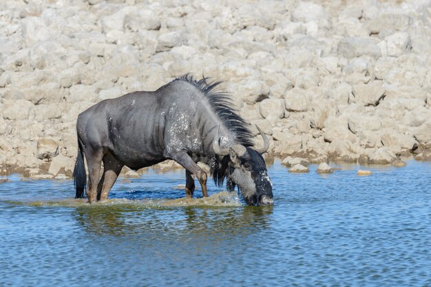 Antílope selvagem do gnu dentro no parque nacional africano