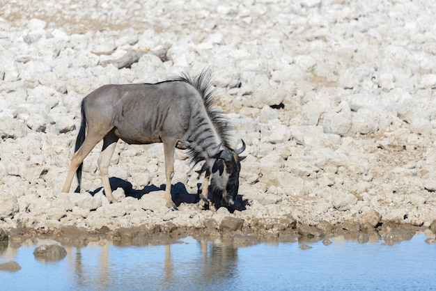 Antílope selvagem do gnu dentro no parque nacional africano