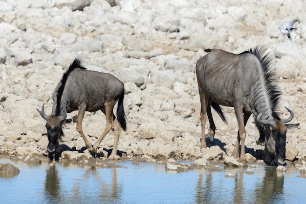 Antílope selvagem do gnu dentro no parque nacional africano