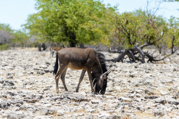 Antílope selvagem do gnu dentro no parque nacional africano