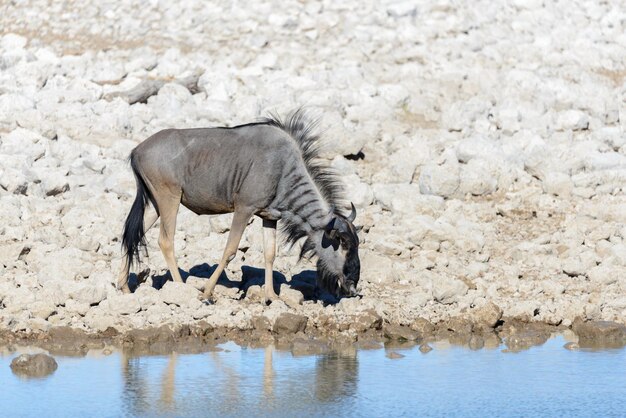 Antílope selvagem do gnu dentro no parque nacional africano