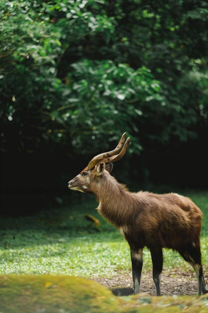 antílope sitatunga