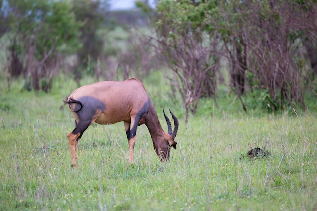 Antílope Topi na savana queniana