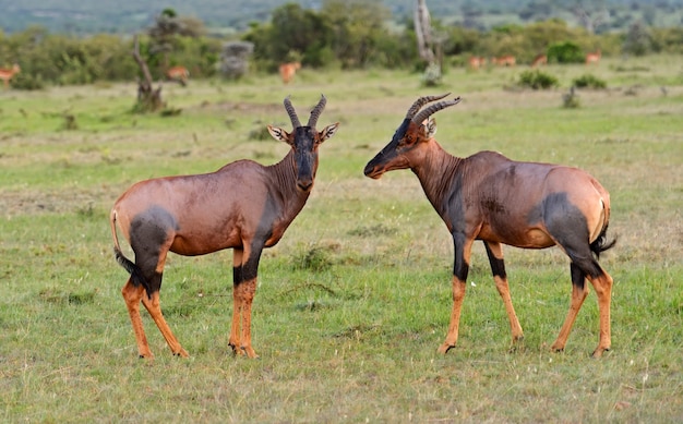 Antílope Topi no Parque Nacional Masai Mara. Quênia