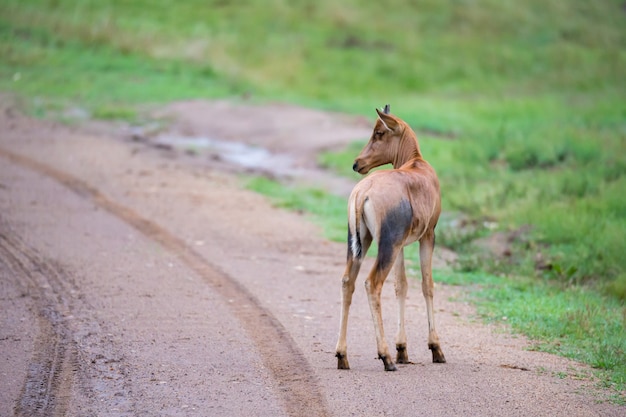 Foto antílope topi en los pastizales de la sabana de kenia