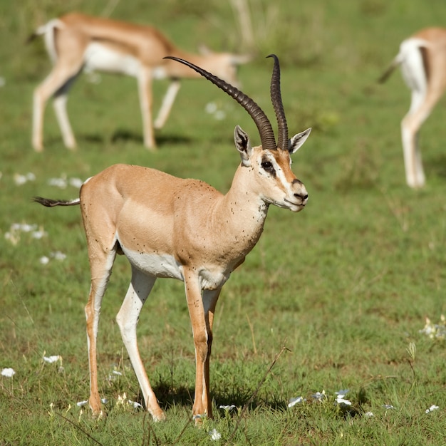 Antilope