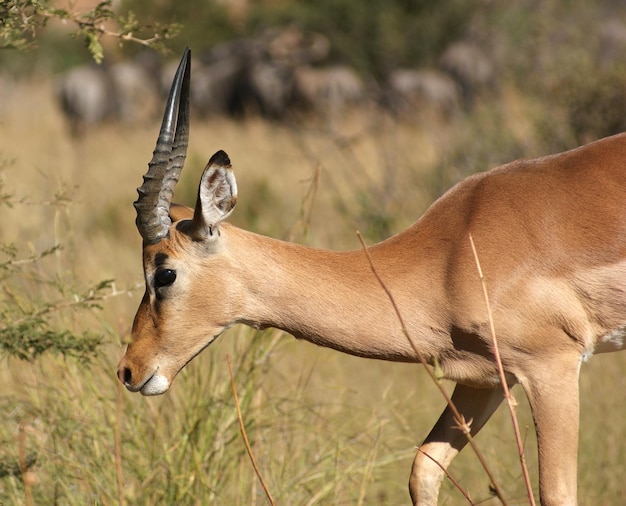 Antilopen in Botswana