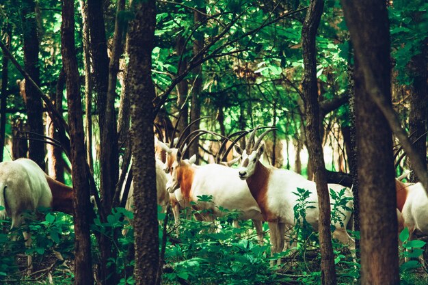 Foto antílopes en el bosque