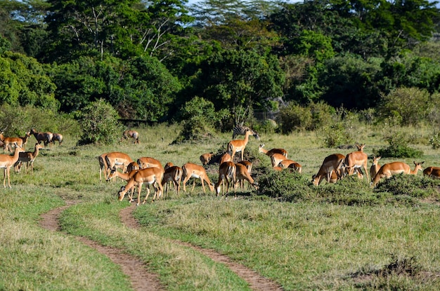 Antílopes Impala en la sabana Masai Mara Kenia África