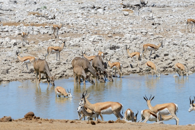 Antílopes kudu salvajes en la sabana africana