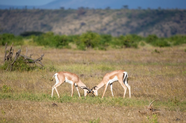 Antílopes nativos no grasland da savana queniana