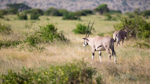 Antílopes nativos no grasland da savana queniana