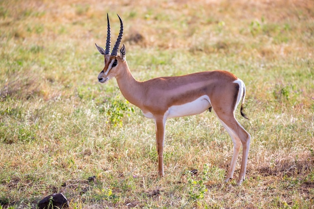 Antílopes nativos en las tierras de pastoreo de la sabana de Kenia