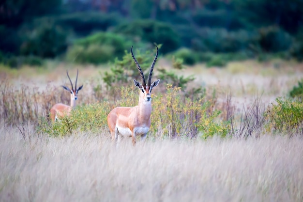 Antílopes nativos en las tierras de pastoreo de la sabana de Kenia