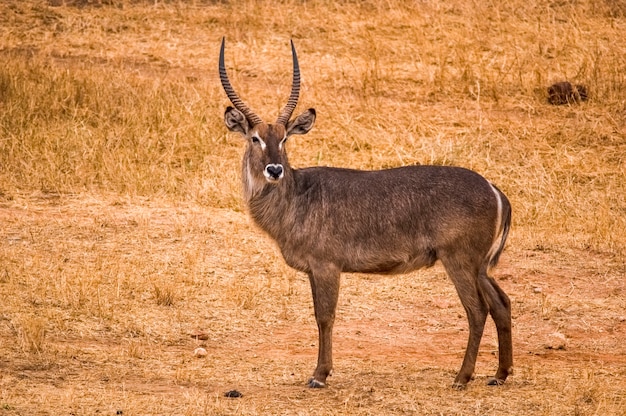 Antílopes en el Parque Nacional de Tsavo West Kenya África