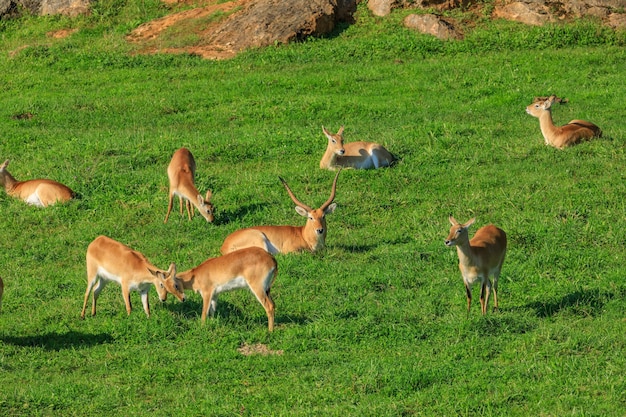 Antílopes en una pradera del Parque Natural de Cabárceno España