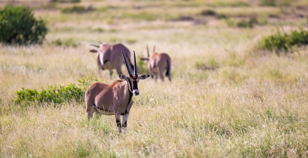 Antílopes en la pradera de la sabana.