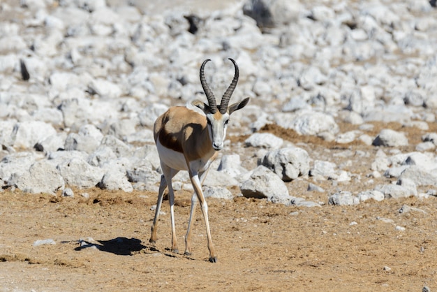 Antílopes selvagens da gazela na savana africana